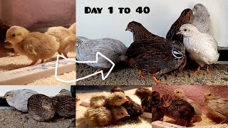 Quail growth stages 1 to 40 days  Nenas birds [upl. by Assenav]