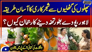 Planting from fruit kernels  Deforestation Law in KP  Aapas Ki Baat Awam Kay Saath [upl. by Myrtie]