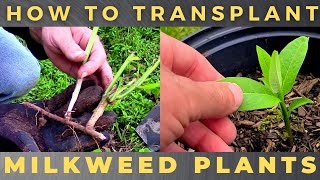 How to Transplant Milkweed [upl. by Nojad]