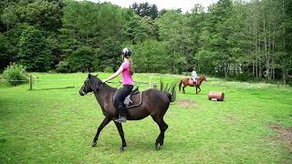 Kaimanawa Pony Jumping Early Days  New Zealand Nature [upl. by Lrigybab]