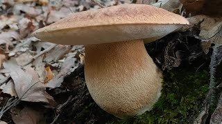 RACCOLTA FUNGHI PORCINI ðŸ„ EDULIS AESTIVALIS PINICOLA E AEREUS [upl. by Inele]