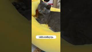 Is Your Cat Ignoring Their Bed 🍌🐱 [upl. by Ressan]