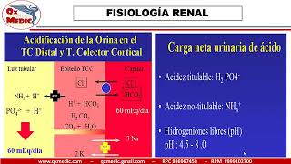 Qx nefrologia  FISIOLOGIA RENAL 8 [upl. by Painter]