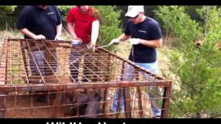 How to get live hogs out of a trap  hog hunting [upl. by Valerye]