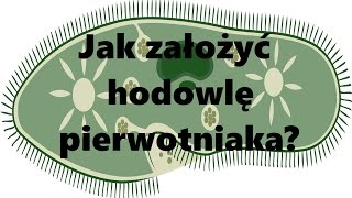 Hodowle karmowe Jak założyć hodowlę pierwotniaka [upl. by Zuzana]