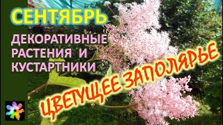 🌌🍁🍒 Сентябрь Цветущее Заполярье Декоративные и плодовоягодные растения [upl. by Asial116]