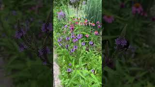 Verbena hastata Blue Vervain is the prettiest in the garden now 🐝 [upl. by Espy]