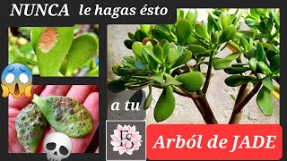 🌵😱NUNCA le hagas esto a tu ÁRBOL DE JADE 3 cosas que NO debes hacersuculentas cactus plantas [upl. by Roseline]