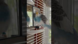 Parakeets sounds bird budgies [upl. by Retsof]