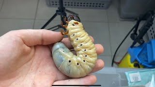 Hercules beetle lifecycle [upl. by Doraj]