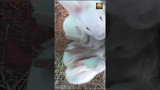 quotRABBIT BABIES GROW UP 5 Adorable Kids Weaned amp Exploring Solid Foodquot [upl. by Raval960]