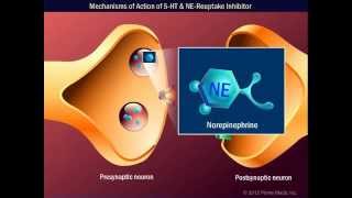 Mechanisms of Action of 5 HT amp NEReuptake Inhibitor [upl. by Julie]