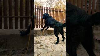 Gruia 🇹🇩 Ciobănesc Românesc Corb dog doglover youtube [upl. by Nauqan]