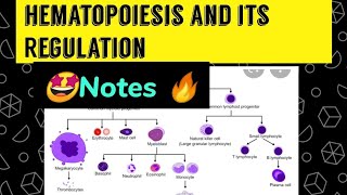 Hematopoiesis and its Regulation  Notes in detail 🔥🤩😎 [upl. by Ilyse]