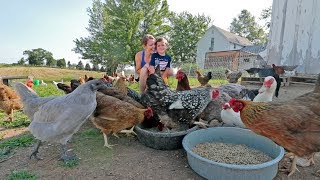 What it’s like to live with 85 chickens [upl. by Neisa]