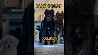 Cane corso 🐕‍🦺 [upl. by Darach]