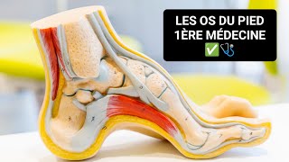 ANATOMIE 🦴 LES OS DU PIED OSTÉOLOGIE DU MEMBRE INFÉRIEUR 1ÈRE MÉDECINE ✅🩺 [upl. by Vasos]