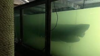 Shark Found Preserved In Tank At Abandoned Wildlife Park [upl. by Giamo463]