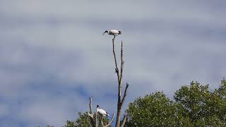 Australian White Ibis at Schuster Park Jun 2024 [upl. by Gassman978]