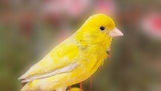 Beautiful Yellow Canary Powerful Song For Training Canaries [upl. by Hymen]