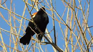 Redwinged Blackbird Call [upl. by Namqul]