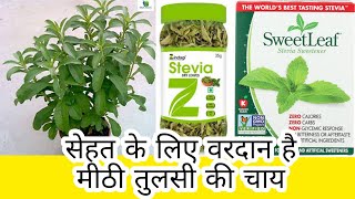 Stevia ke fayede  Sweet Leaf  Meethi Tulsi  Sweet Basil  Green Tea [upl. by Midian]