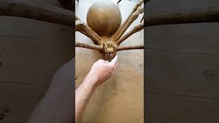 Paper Mache Spider [upl. by Persson]