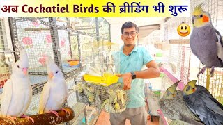 Finally Cockatiel Birds Set Ho Gaye  अब आएगा मजा😃 [upl. by Brendan]