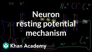 Neuron resting potential mechanism  Nervous system physiology  NCLEXRN  Khan Academy [upl. by Mittel155]