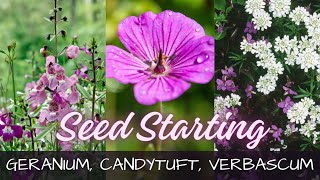 2024 Seed Starting  Geranium Candytuft amp Verbascum 🌺  Growing Flowers From Seed [upl. by Pammie]