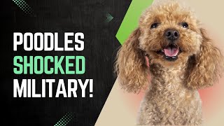 🐩 COMPLETE POODLE GUIDE From War Heroes to Family Companions 🐩  poodle [upl. by Madancy]