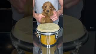 Puppy Drums shorts [upl. by Ogdan]