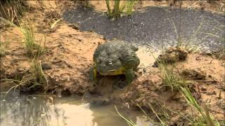 Bullfrog Dad Protects His Tadpoles [upl. by Sharia]