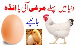 Duniya Me Pehle Murgi Ai Ya Anda Egg  Egg Chicken History  AF Studio [upl. by Toomay]