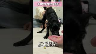 その靴下はパパのだけどね ※なんだかんだパパとも仲良しです 犬のいる生活 犬のいる暮らし 犬 shorts [upl. by Margeaux]