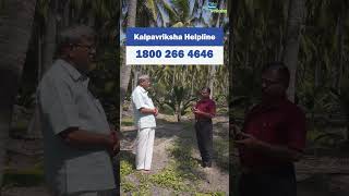 Under Planting of Coconut Seedlings [upl. by Utica]