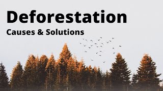 Deforestation Causes and Solutions [upl. by Kutzenco638]