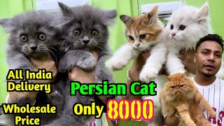 Persian Cat Price in india Kolkata Cat Market Cat Market in Wholesale Price [upl. by Milore]