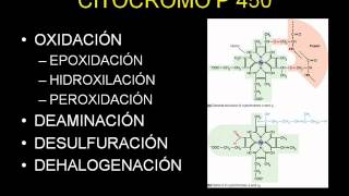 METABOLISMO DE LOS MEDICAMENTOSwmv [upl. by Gilmer]