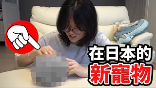 【開箱】妞妞在日本有新貓咪了 想念雪卷和花卷 日本留學生活NyoNyoTV妞妞TV [upl. by Eamaj]