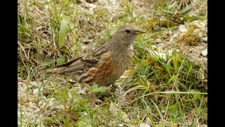 Alpine Accentor Pitstone Quarry Buckinghamshire 5524 [upl. by Hanoj]