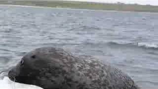 seals in orkney [upl. by Elmer412]