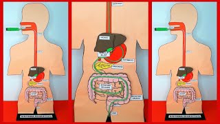 COMO HACER UNA MAQUETA DEL SISTEMA DIGESTIVO FUNCIONAL [upl. by Eanar]