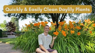 Cleaning Daylilies for Maximum Growth and Flowers [upl. by Damiani521]