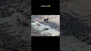 Wait for end 😮 dogs caught a crocodile amazing dog crocodile viralvideo real fake shortsfeed [upl. by Matthias991]