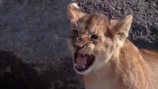 The Dangers of Being a Lion Cub  Lions Spy in the Den  BBC Earth [upl. by Atsylak]