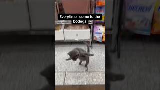 Bodega Cats are the best 🤣🤣 cat bodega nyc deli [upl. by Iny]