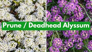 Cut Back Alyssum For More Blooms [upl. by Melinda]