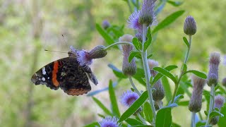 Beautiful Scenes of Summer Wildlife 🦆🦋🌸🐢birds butterflies flowers turtles birdsounds [upl. by Clothilde]