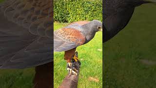 HARRIS HAWK ON FALCONERS GLOVE [upl. by Anod]